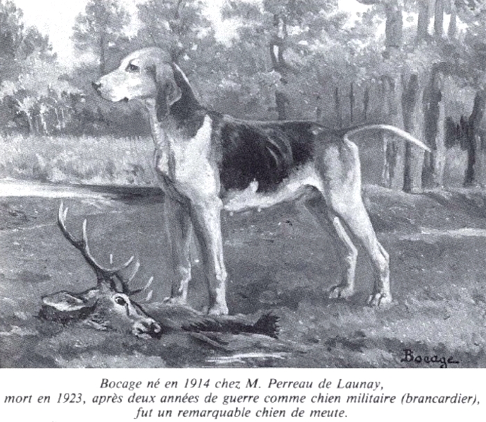 Le chien Bocage - Archives du Rallie Touraine - Don à la Société de Vènerie